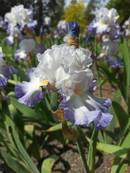 Arboretum