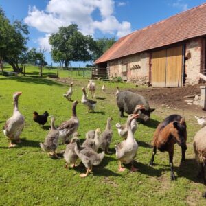 Zvířátka na farmě.
